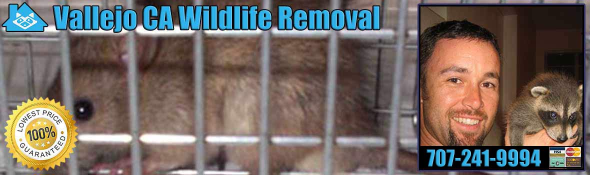 Vallejo Wildlife and Animal Removal
